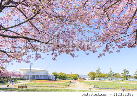 Nabana no Sato: Kawazu cherry blossoms and tulips in full bloom 112332392
