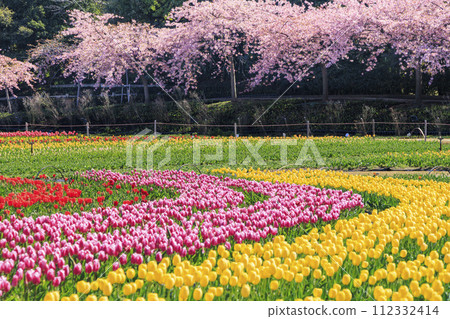 名花之裡：河津櫻花與鬱金香盛開 112332414