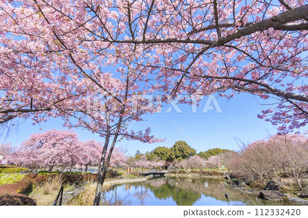 名花之裡:河津櫻花與鬱金香盛開 名花之裡:河津櫻花與鬱金香盛開 112332420