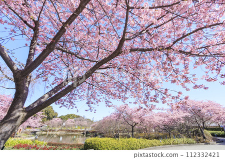 名花之裡:河津櫻花與鬱金香盛開 名花之裡:河津櫻花與鬱金香盛開 112332421