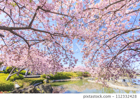 Nabana no Sato: Kawazu cherry blossoms and tulips in full bloom 112332428