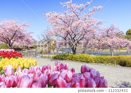 名花之裡：河津櫻花與鬱金香盛開 112332431