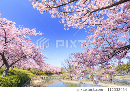 Nabana no Sato: Kawazu cherry blossoms and tulips in full bloom 112332434