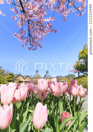 Nabana no Sato: Kawazu cherry blossoms and tulips in full bloom 112332449