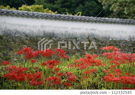 Cluster amaryllis 112332585