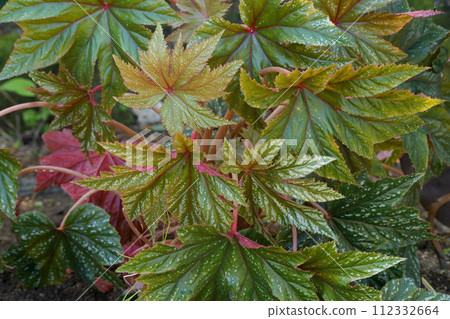 begonia griffon begonia griffon 112332664