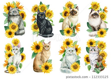 Animal with flowers set , cats and Sunflowers isolated on white background. painting Watercolor hand drawing poster Animal with flowers set , cats and Sunflowers isolated on white background. painting Watercolor hand drawing poster 112333125