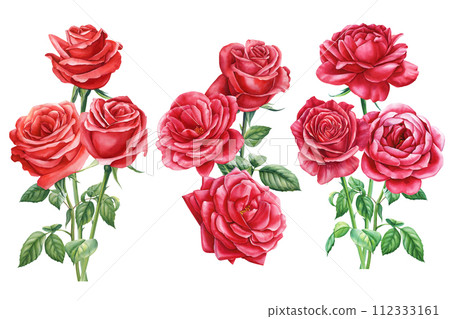 Red rose, beautiful flower isolated white background, watercolor illustration, botanical painting greeting card design 112333161