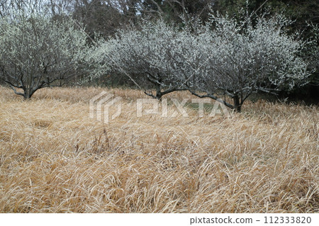 plum blossom tree plum blossom tree 112333820