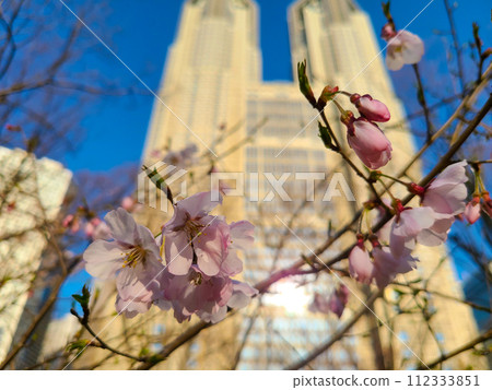 Tokyo, Shinjuku Ward, Tokyo Metropolitan Government Building Sakura 112333851