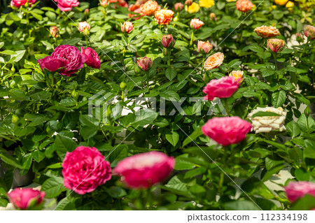 Indoor plants from a representative in the greenhouse, close-up. 112334198