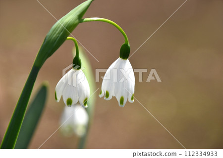 可愛的雪花白色花朵 可愛的雪花白色花朵 112334933