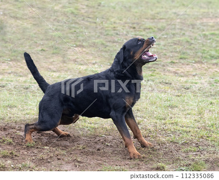 training of rottweiler 112335086