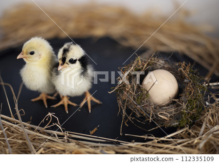 nest, egg and chick nest, egg and chick 112335109