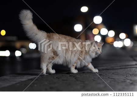 Norwegian Forest cat 112335111