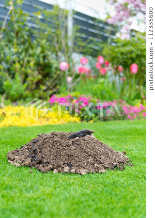 European mole crawling out of molehill above ground, showing strong front feet used for digging underground tunnels European mole crawling out of molehill above ground, showing strong front feet used for digging underground tunnels 112335600