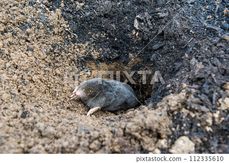 European mole emerging from its tunnel in the mole hill European mole emerging from its tunnel in the mole hill 112335610