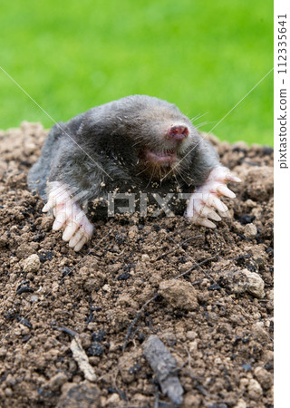 Mole, Talpa europaea, making mole hill and damaging beautiful lawn and flower garden. Mole, Talpa europaea, making mole hill and damaging beautiful lawn and flower garden. 112335641