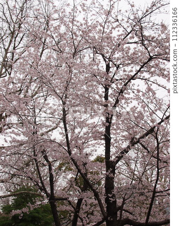 Cherry at Asukayama Park 112336166