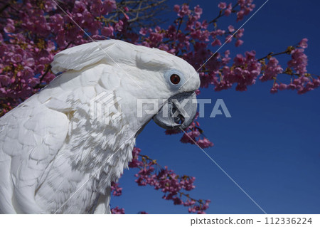 Cockatoo cockatoo bird 112336224