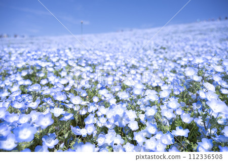 小藍花粉蝶盛開 112336508