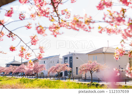 Nishikosegawa River in spring, Kawazu cherry blossoms in full bloom (Toyokawa City, Aichi Prefecture) 112337039