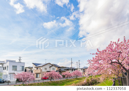 春天的西小瀨川、河津櫻花盛開（愛知縣豐川市） 112337058