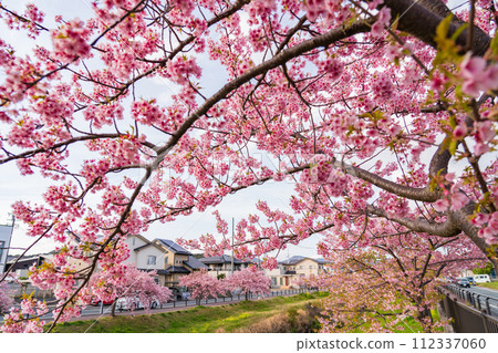 Nishikosegawa River in spring, Kawazu cherry blossoms in full bloom (Toyokawa City, Aichi Prefecture) 112337060