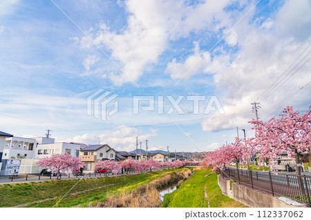 Nishikosegawa River in spring, Kawazu cherry blossoms in full bloom (Toyokawa City, Aichi Prefecture) 112337062
