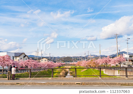 Nishikosegawa River in spring, Kawazu cherry blossoms in full bloom (Toyokawa City, Aichi Prefecture) Nishikosegawa River in spring, Kawazu cherry blossoms in full bloom (Toyokawa City, Aichi Prefecture) 112337063
