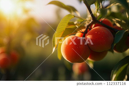 Peaches orchard on sunny day. Generative Ai image 112337116