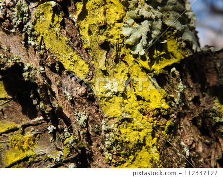 梅樹枝上燦爛的黃色地衣“科納蠟燭” 112337122