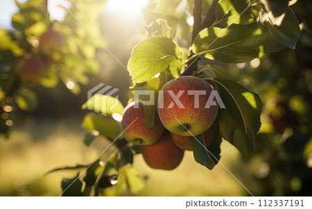 Apple Orchard on sunny day. Generative Ai image 112337191