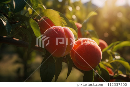 Peaches orchard on sunny day. Generative Ai image 112337200