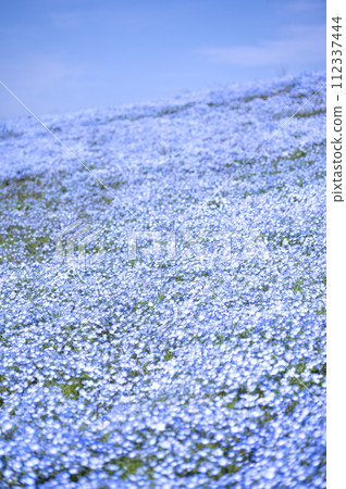 小藍花粉蝶盛開 112337444