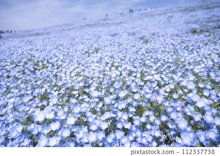 Small blue flower nemophila in full bloom Small blue flower nemophila in full bloom 112337738