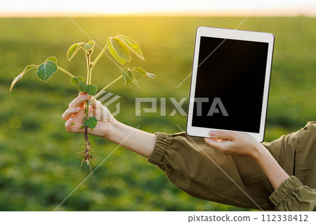 Cropped photo hands of female agronomist holds digital tablet with mockup screen and soya plant in field. Smart farming soybean technology. Modern agribusiness. Quality control growth and development 112338412