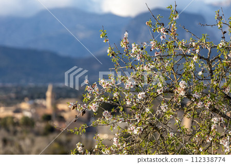 Blossoming almond tree in front of the Serra de Tramuntana mountain range with Puig Major peak, Majorca, Mallorca, Balearic Islands, Spain, Europe Blossoming almond tree in front of the Serra de Tramuntana mountain range with Puig Major peak, Majorca, Mallorca, Balearic Islands, Spain, Europe 112338774
