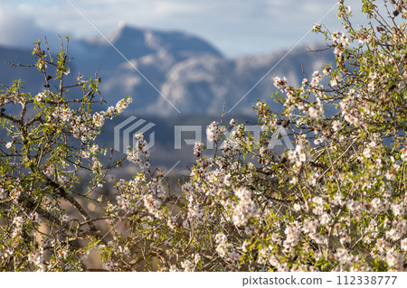 Blossoming almond tree in front of the Serra de Tramuntana mountain range with Puig Major peak, Majorca, Mallorca, Balearic Islands, Spain, Europe 112338777