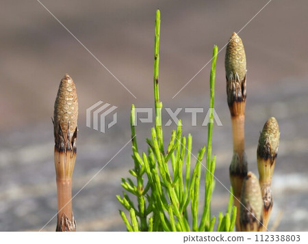 馬尾和沐浴在早晨陽光下的馬尾（馬尾釋放孢子前的孢子莖） 112338803