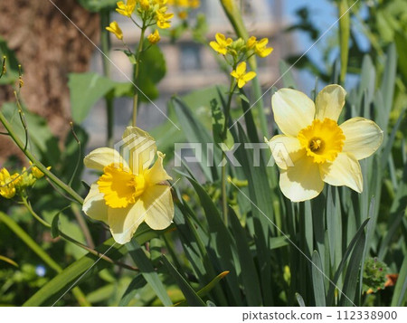 Two yellow daffodil flowers (daffodil and rape blossoms in the flower bed) Two yellow daffodil flowers (daffodil and rape blossoms in the flower bed) 112338900