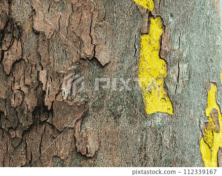 Vector illustration of the texture of the bark of an oriental plane tree or Platanus orientalis in Latin. Natural military background. Vector illustration of the texture of the bark of an oriental plane tree or Platanus orientalis in Latin. Natural military background. 112339167