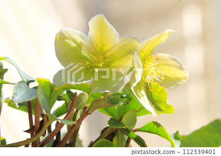 Christmas rose flower taken from below 112339401