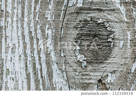 Texture of gray boards.Grey wood texture, wooden background. Wooden surface cut of tree knots 112339519