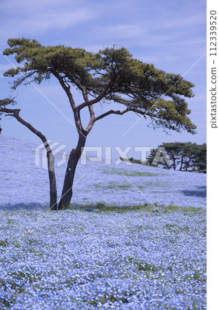 小藍花粉蝶盛開 112339520