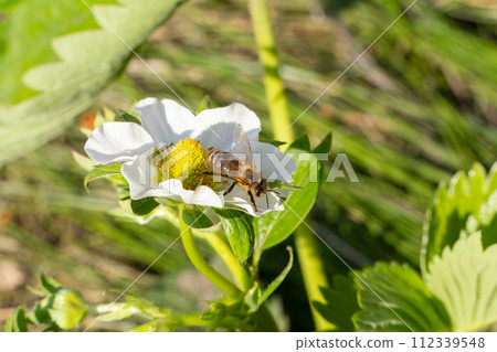 Flowering strawberry bush with a bee in the garden. 112339548