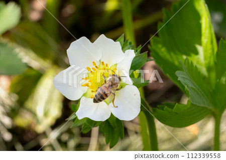 Flowering strawberry bush with a bee in the garden. 112339558
