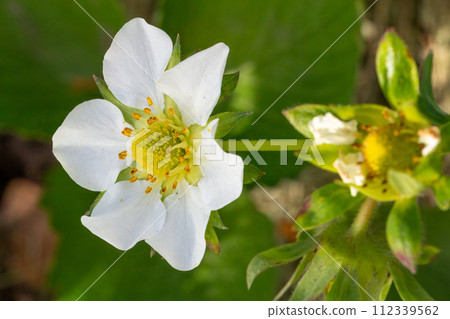 Flowering strawberry bush in the garden. 112339562