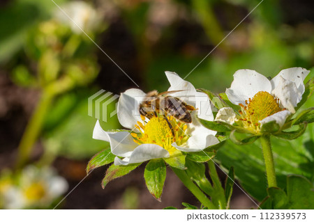 Bee gathering pollen from a white blooming strawberry flower. Bee gathering pollen from a white blooming strawberry flower. 112339573