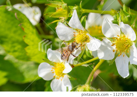 Bee gathering pollen from a white blooming strawberry flower. 112339575
